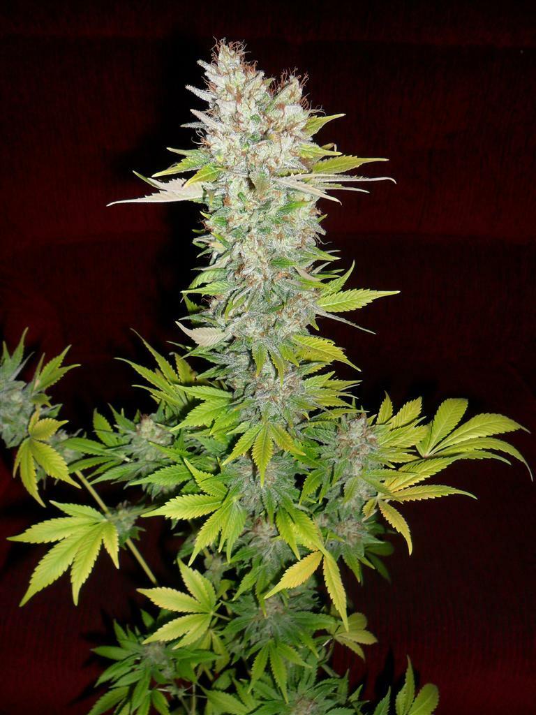 Dutch Passion - Mazar (fem.)