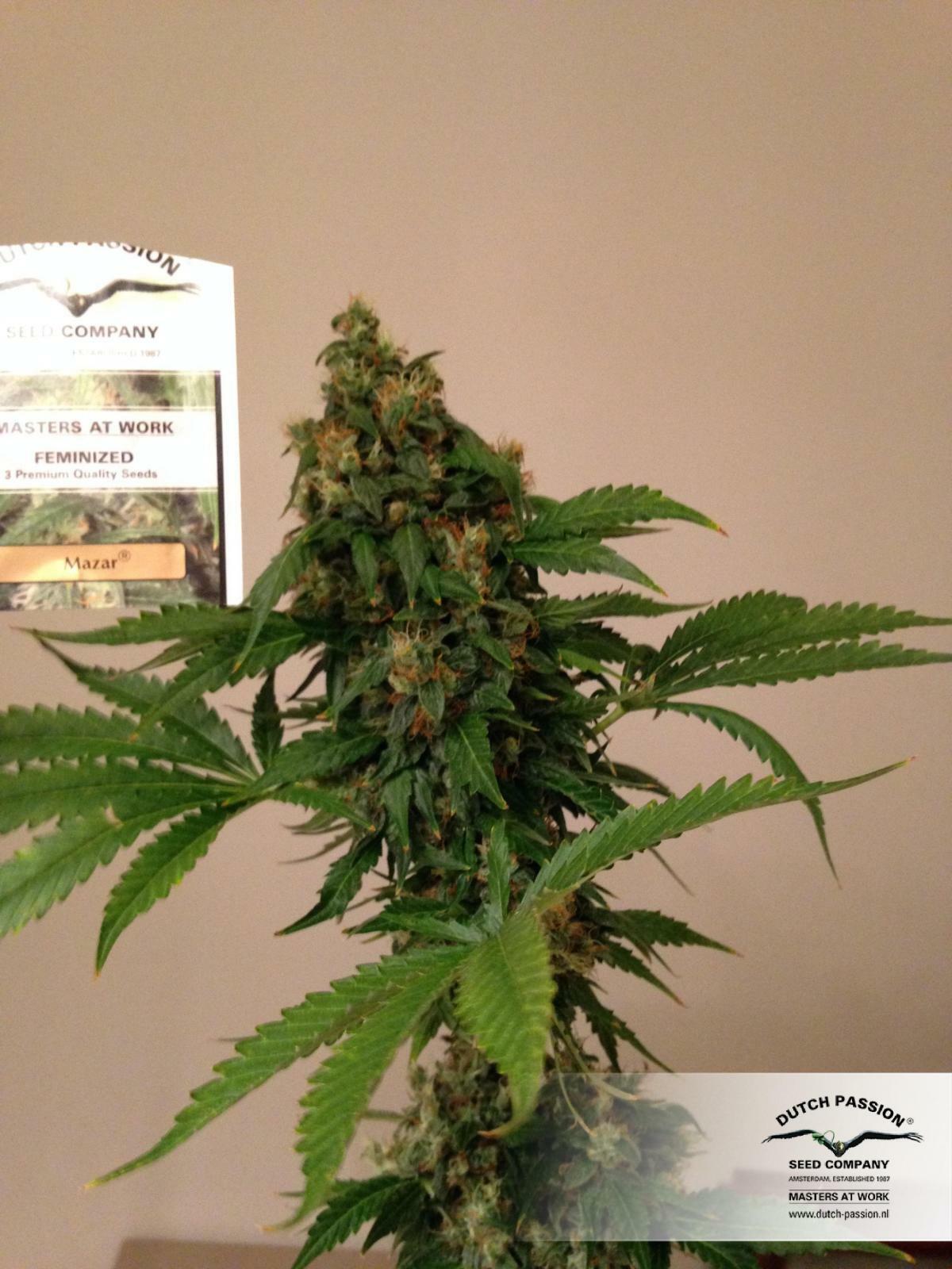 Dutch Passion - Mazar (fem.)