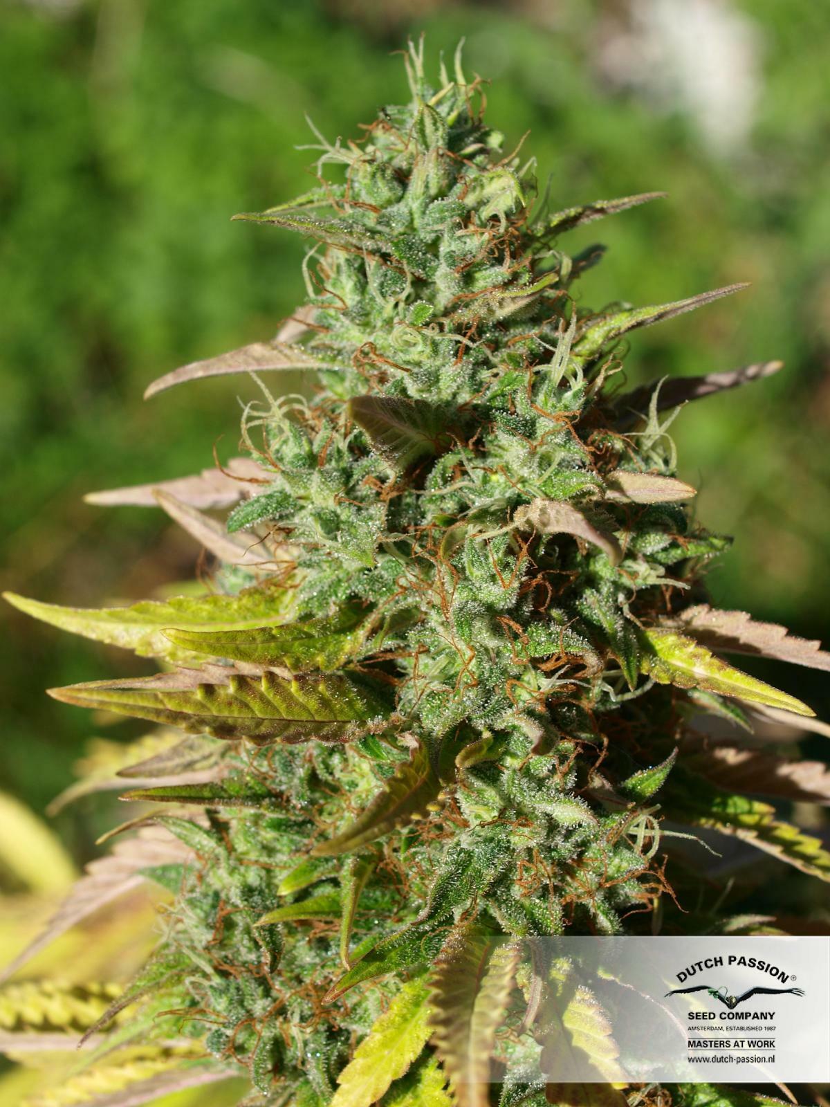 Dutch Passion - Mazar (fem.)