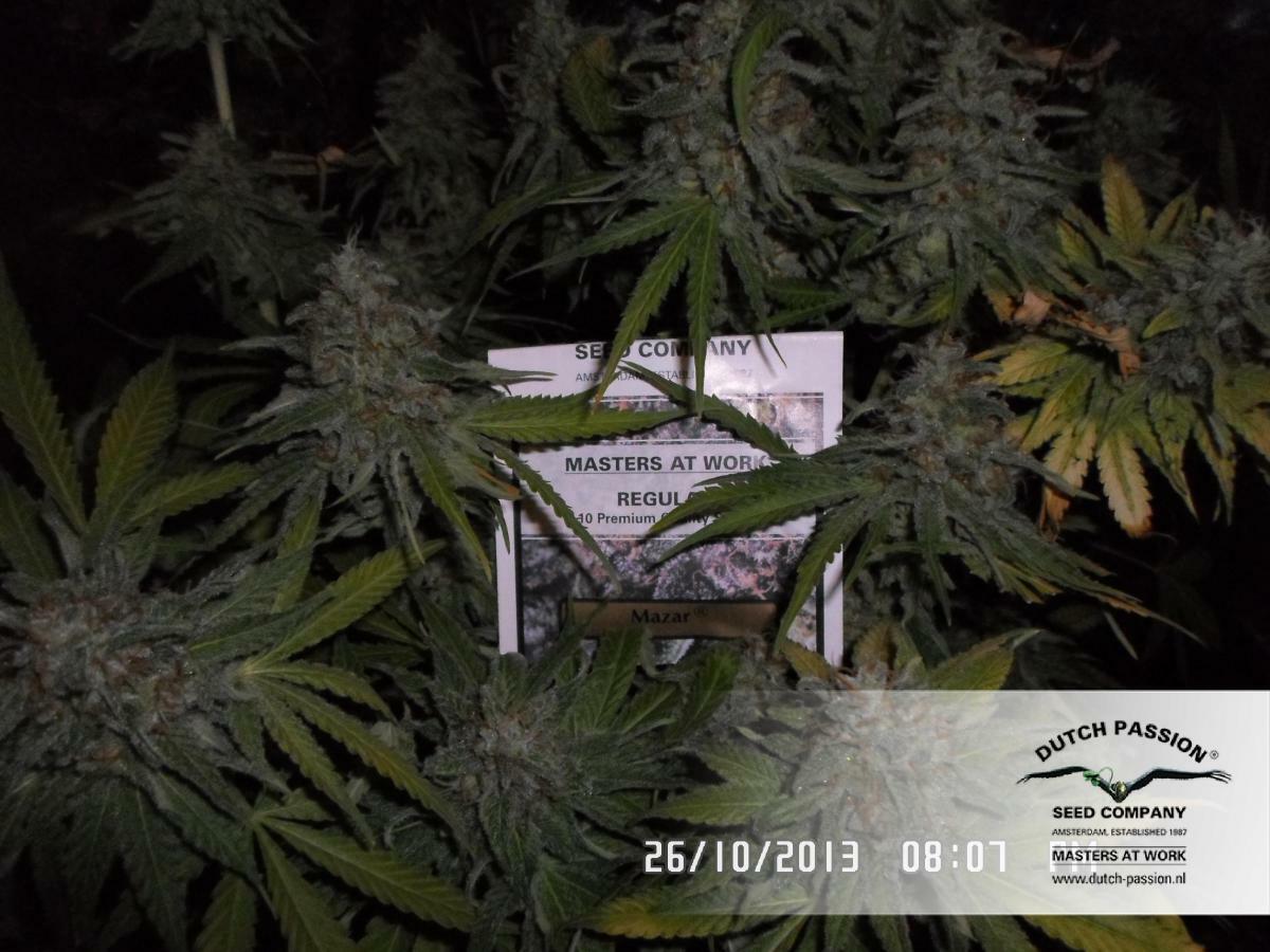 Dutch Passion - Mazar (fem.)