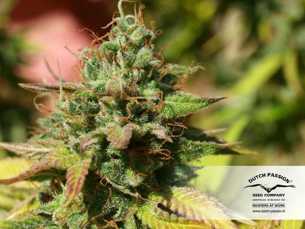 Dutch Passion - Mazar (fem.)