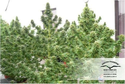 Dutch Passion - Mazar (fem.)