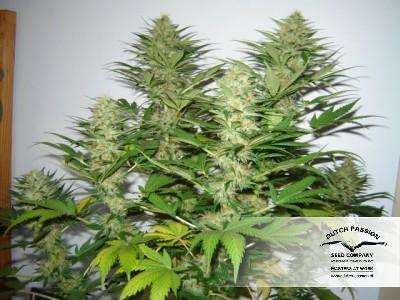 Dutch Passion - Mazar (fem.)