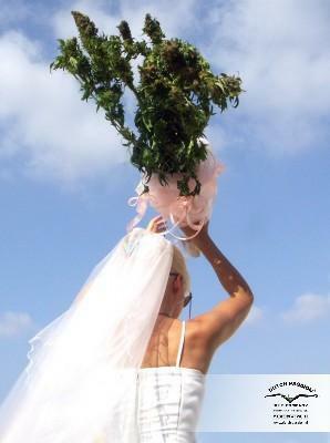 Dutch Passion - Mazar (fem.)