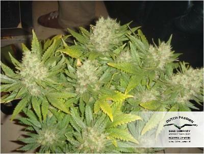 Dutch Passion - Mazar (fem.)