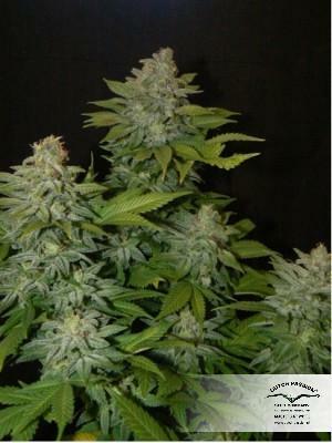 Dutch Passion - Mazar (fem.)
