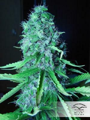 Dutch Passion - Mazar (fem.)