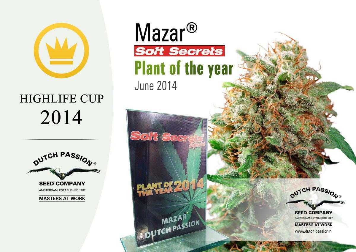 Dutch Passion - Mazar (fem.)