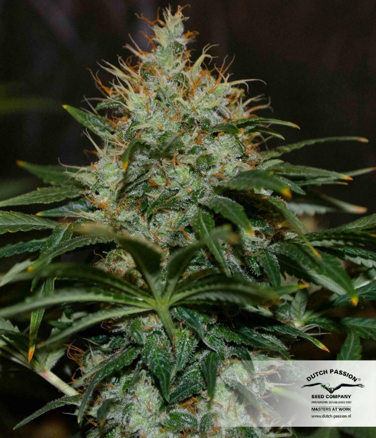 Dutch Passion - Mazar (fem.)