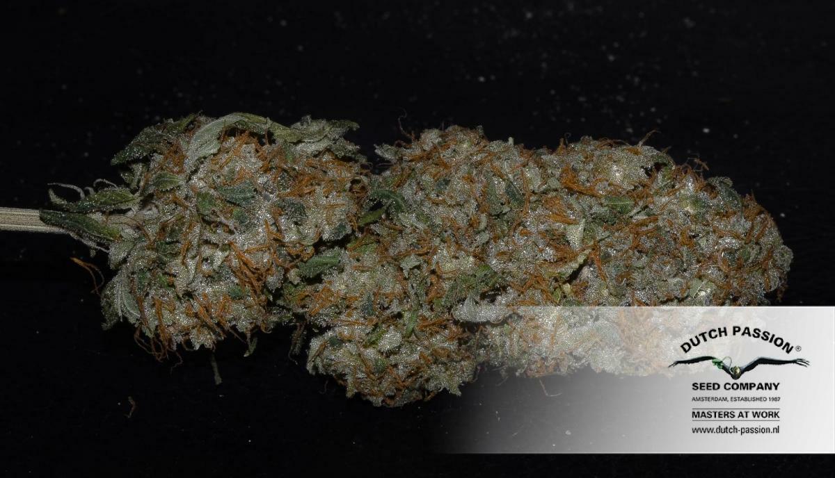 Dutch Passion - Mazar (fem.)