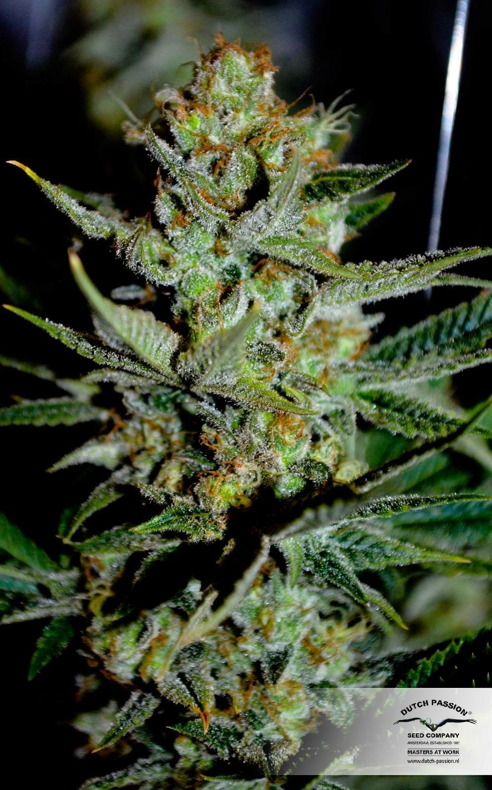 Dutch Passion - Mazar (fem.)