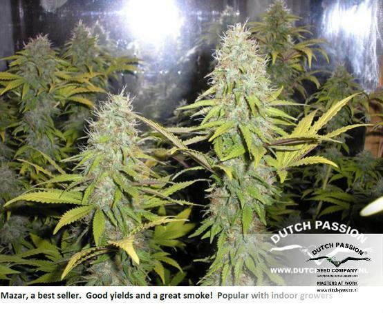 Dutch Passion - Mazar (fem.)