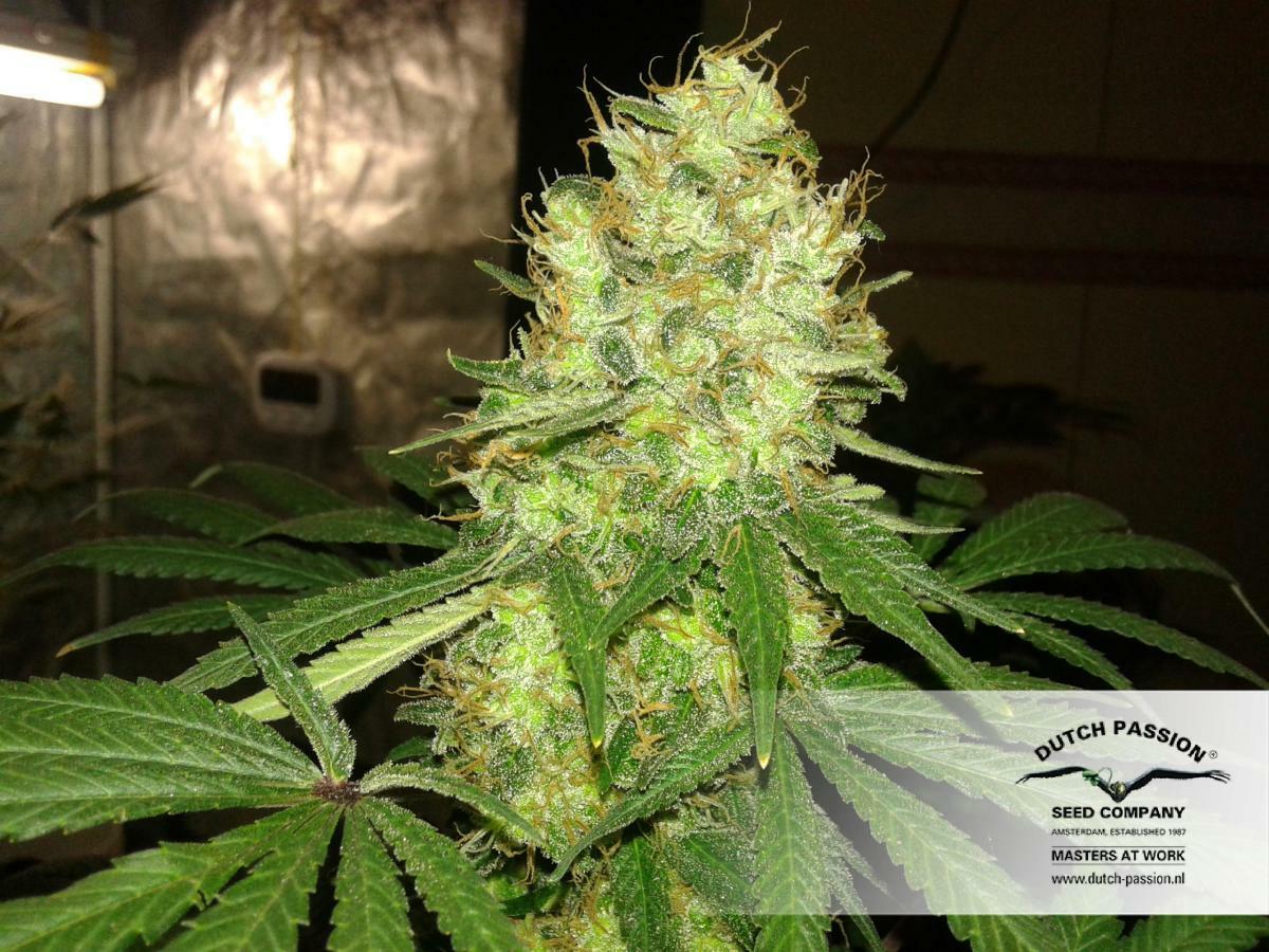 Dutch Passion - Mazar (fem.)