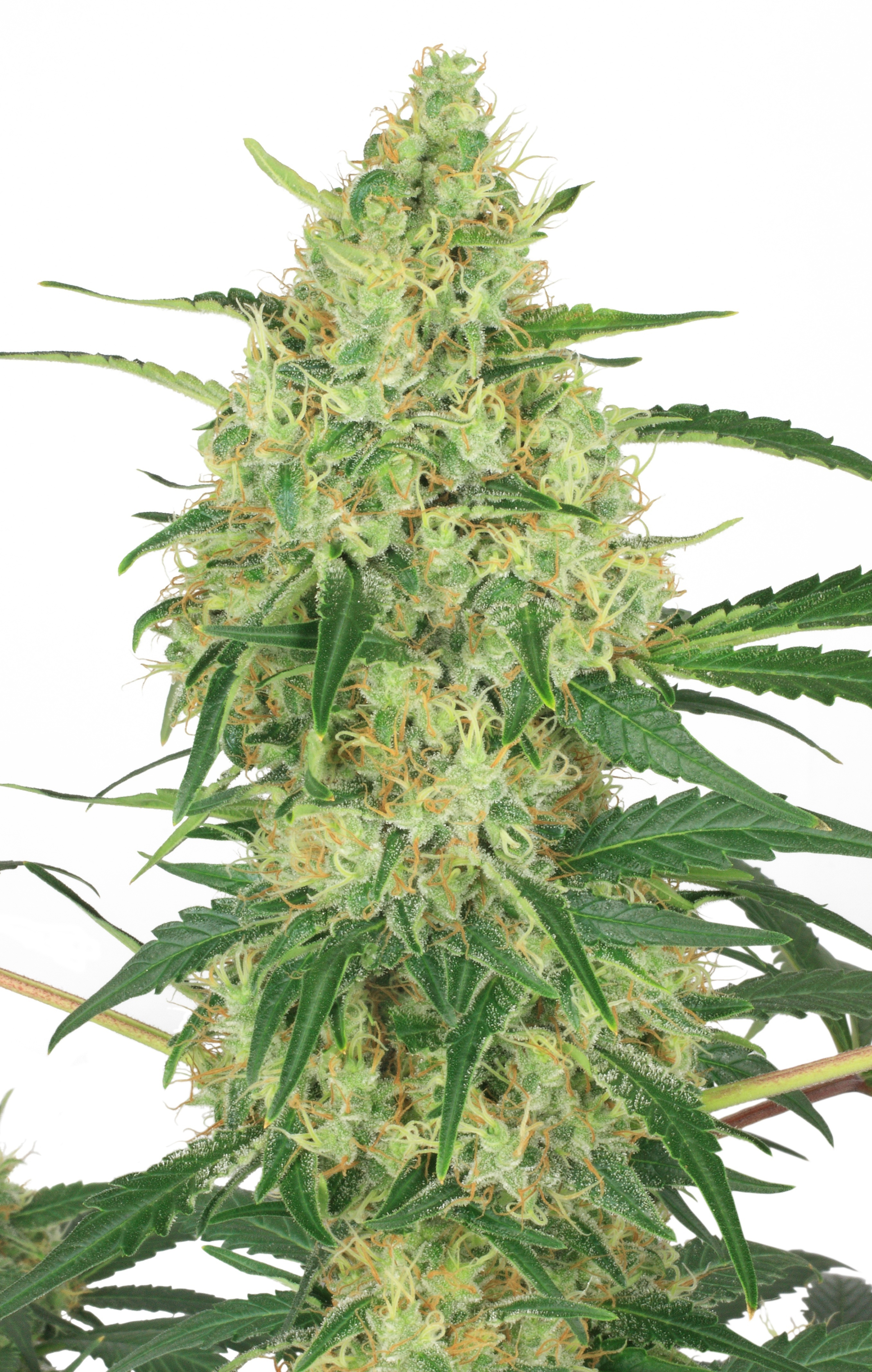 Dutch Passion - Night Queen (fem.)