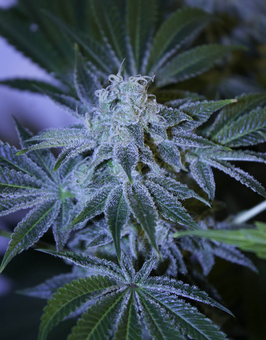 Dutch Passion - Night Queen (fem.)
