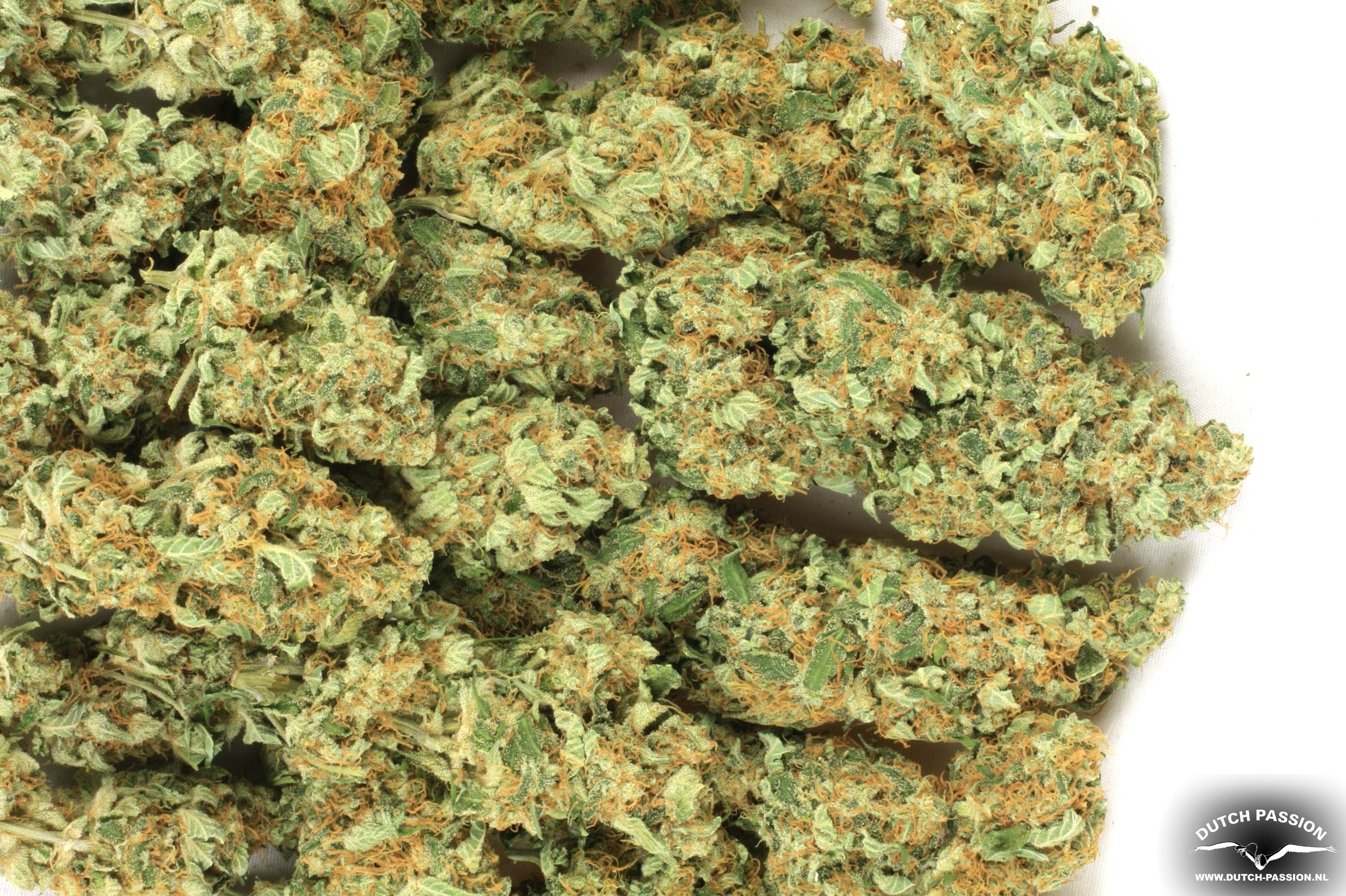 Dutch Passion - Night Queen (fem.)