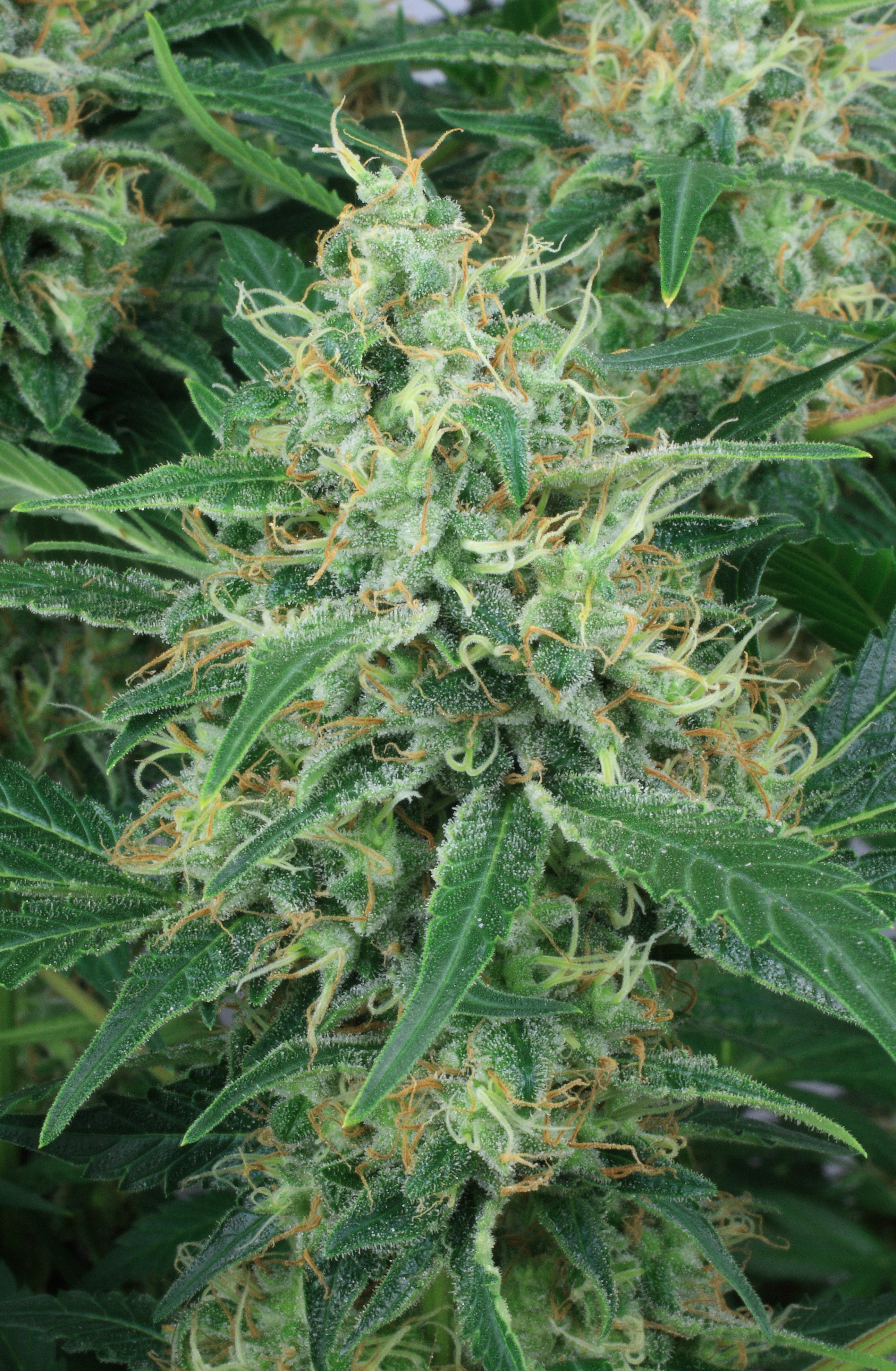 Dutch Passion - Night Queen (fem.)