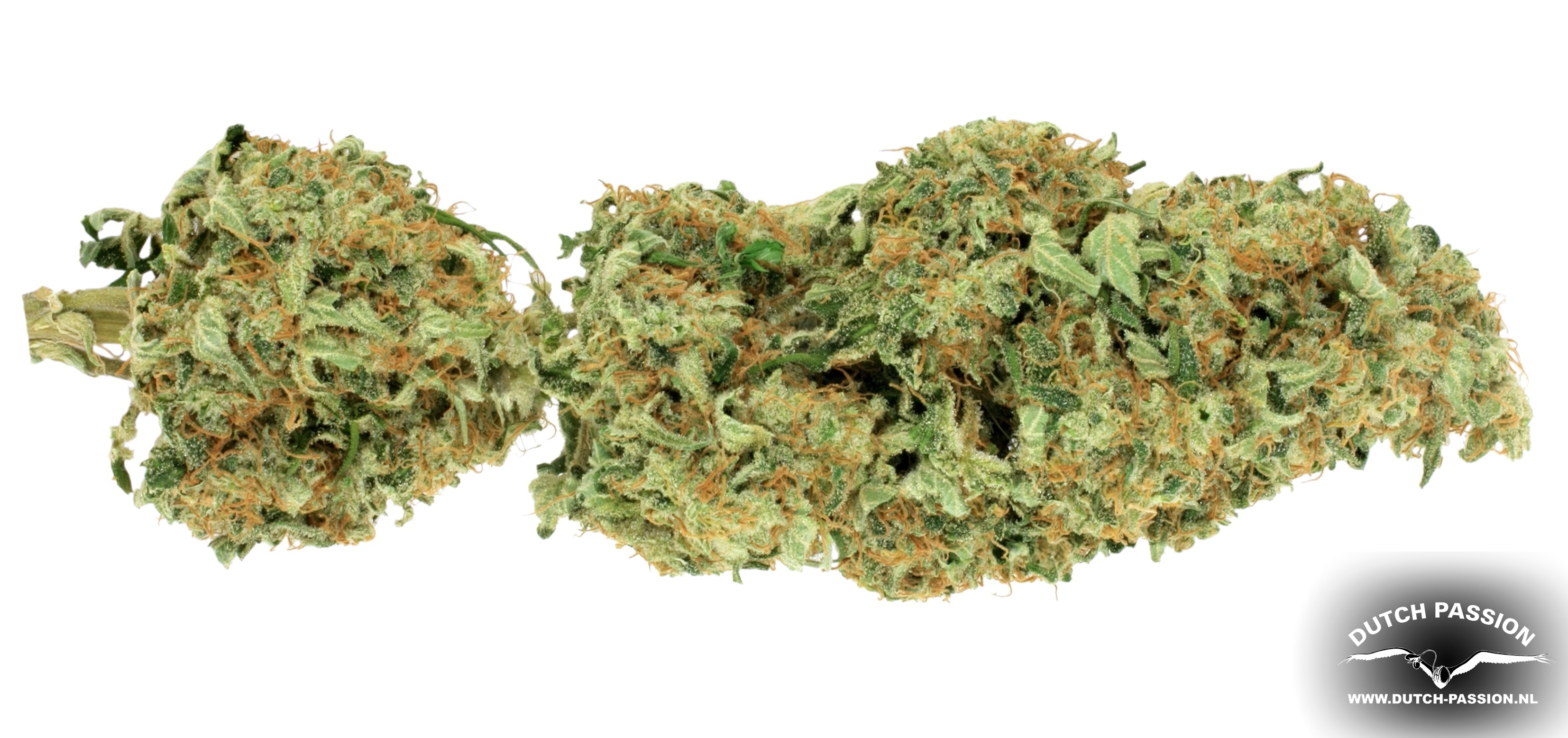 Dutch Passion - Night Queen (fem.)