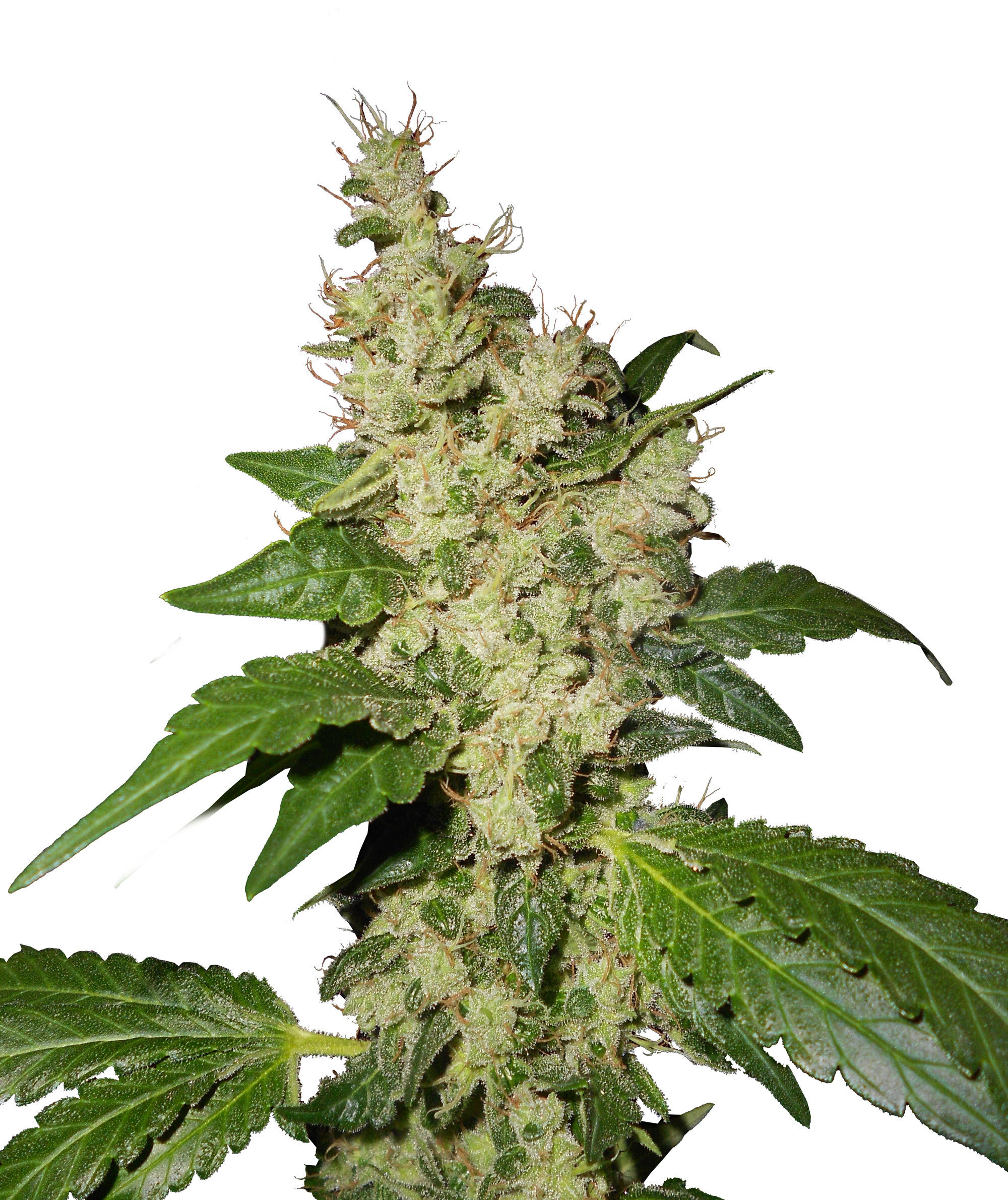 Dutch Passion - Night Queen (fem.)