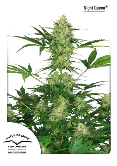 Dutch Passion - Night Queen (fem.)