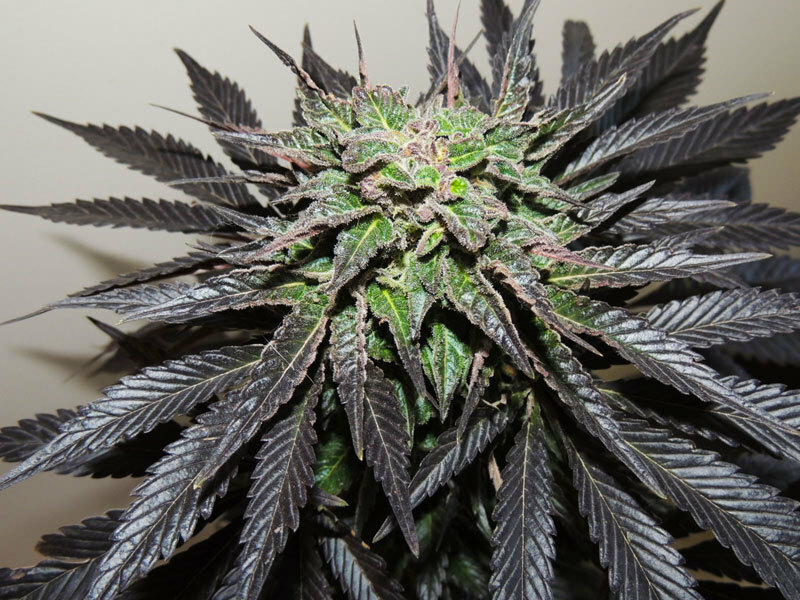 Dutch Passion - Night Queen (fem.)