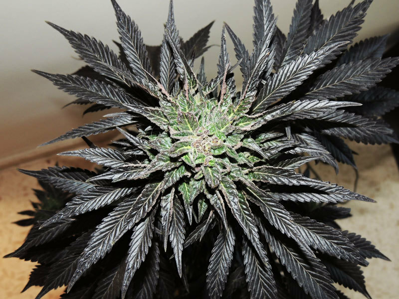 Dutch Passion - Night Queen (fem.)