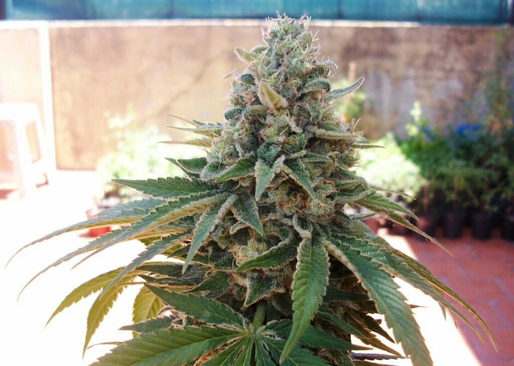 Dutch Passion - Night Queen (fem.)