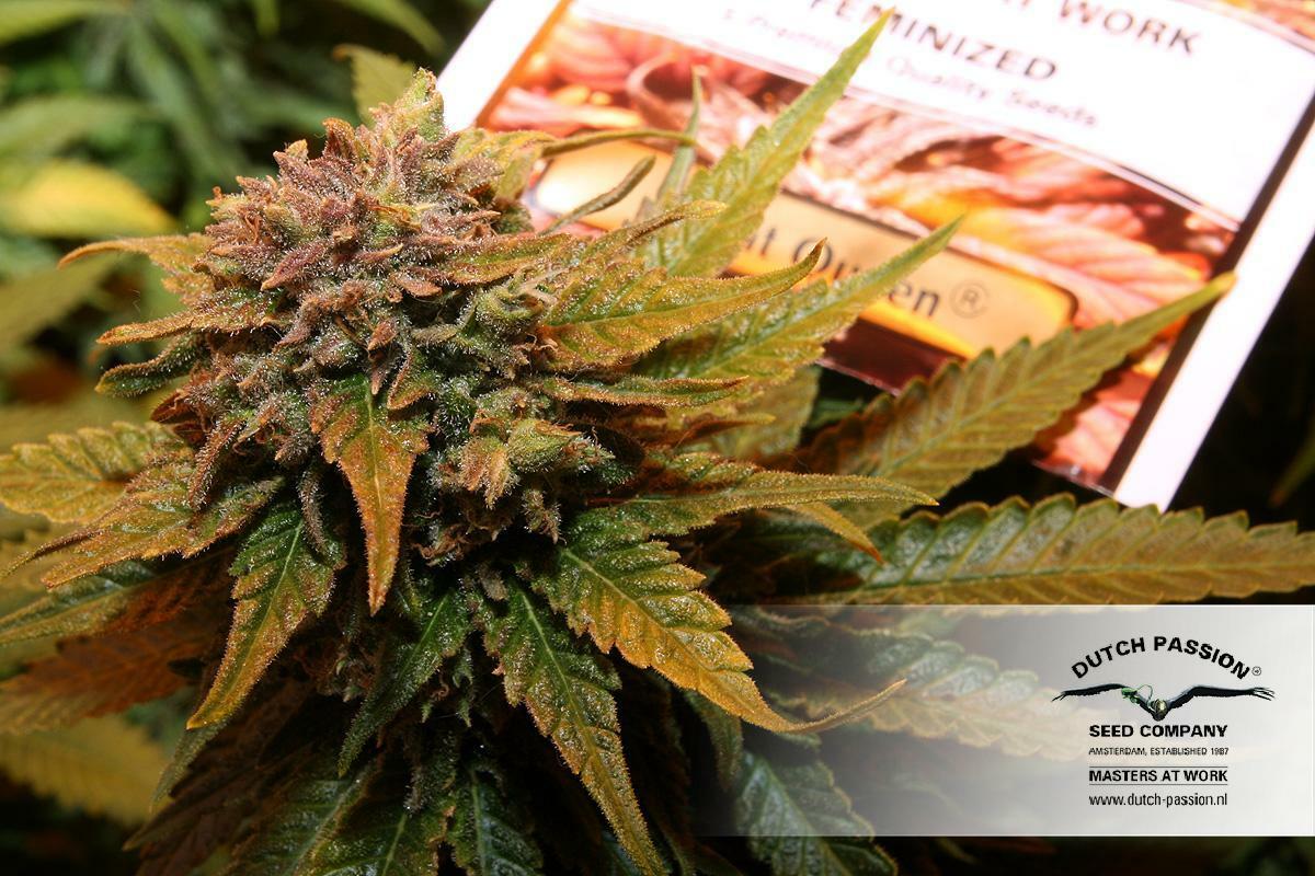 Dutch Passion - Night Queen (fem.)