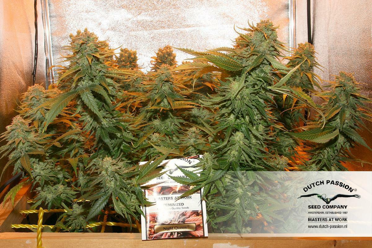 Dutch Passion - Night Queen (fem.)