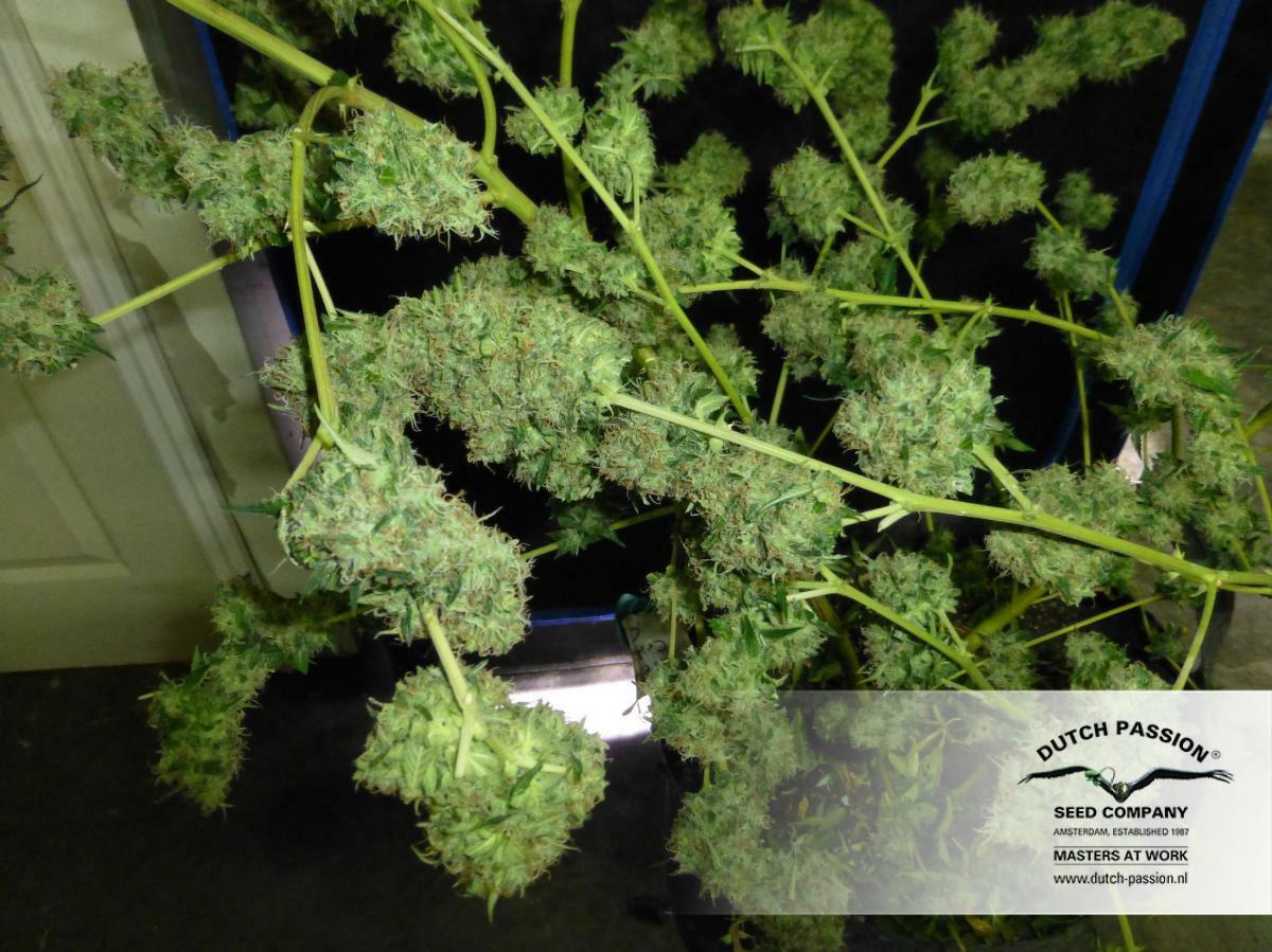 Dutch Passion - Night Queen (fem.)