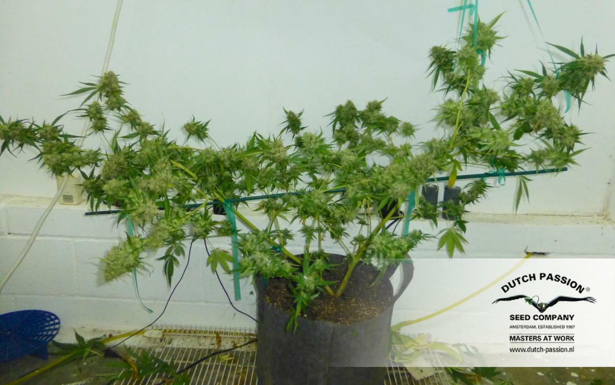 Dutch Passion - Night Queen (fem.)