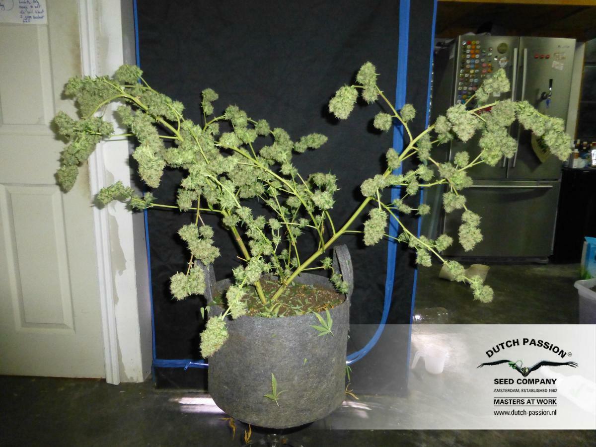 Dutch Passion - Night Queen (fem.)