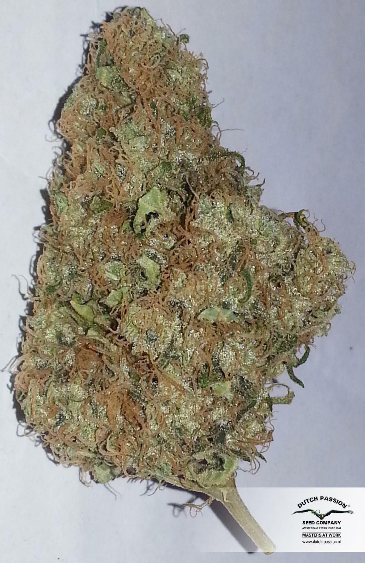Dutch Passion - Night Queen (fem.)