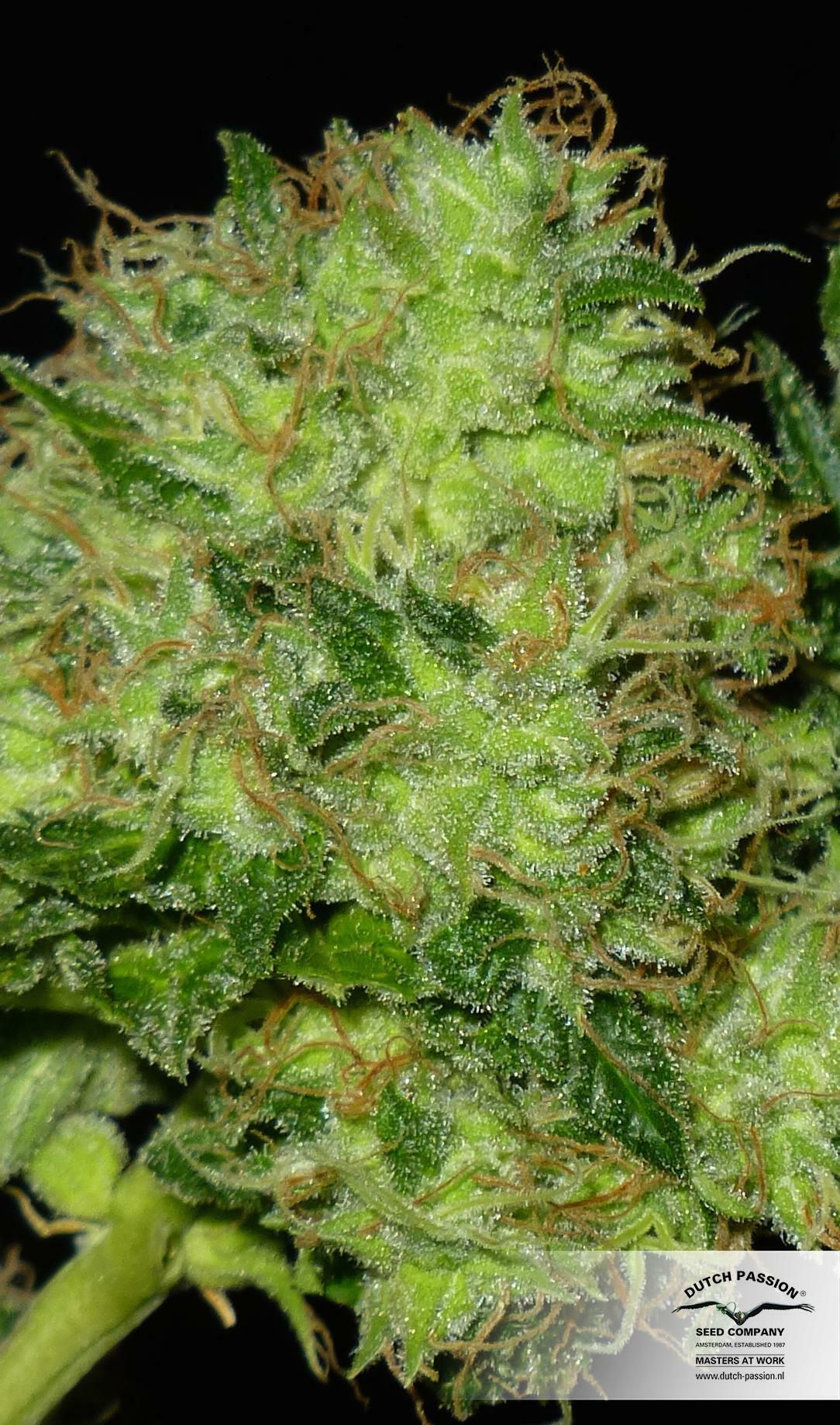 Dutch Passion - Night Queen (fem.)
