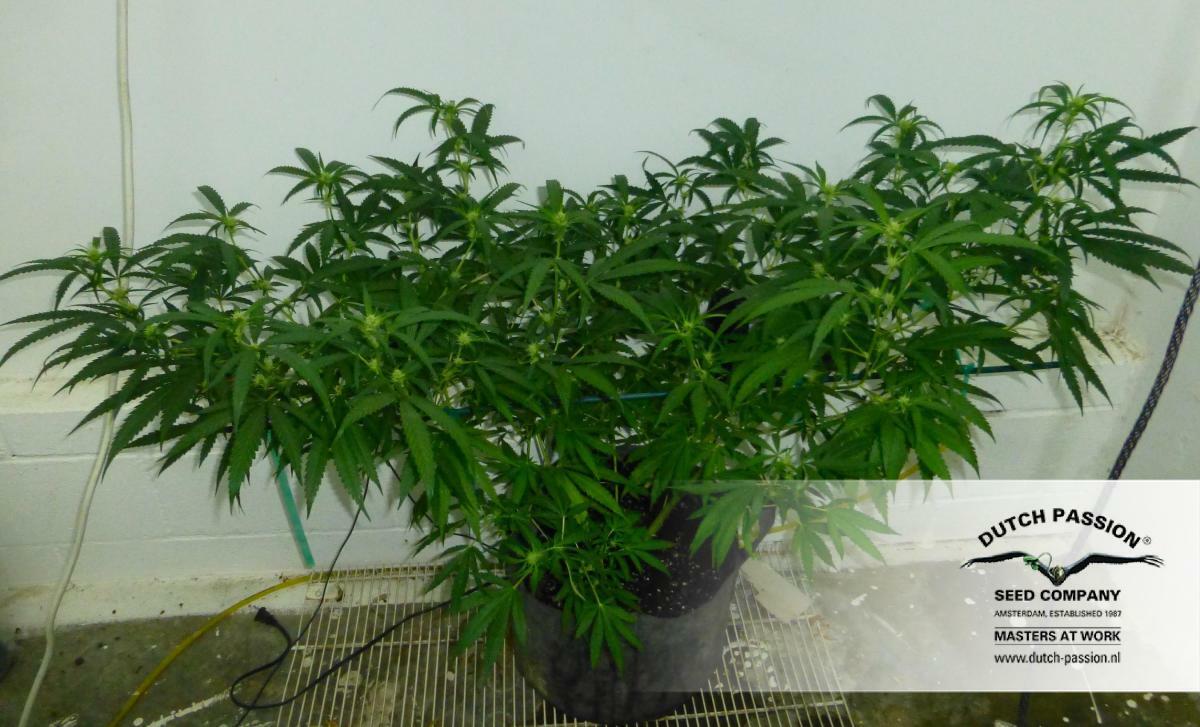 Dutch Passion - Night Queen (fem.)