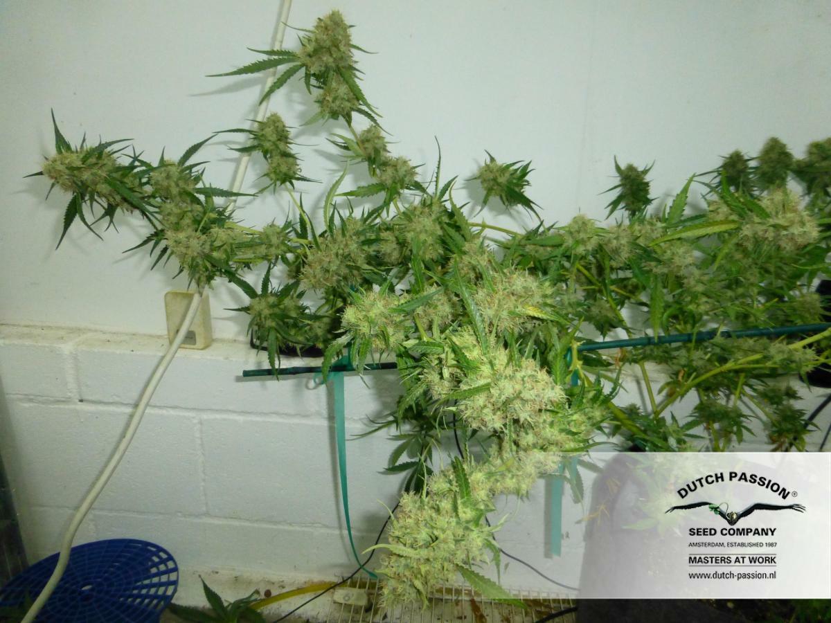 Dutch Passion - Night Queen (fem.)