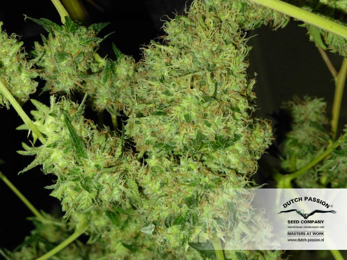 Dutch Passion - Night Queen (fem.)