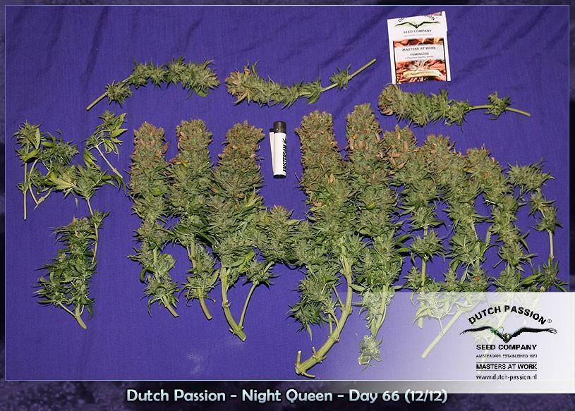 Dutch Passion - Night Queen (fem.)