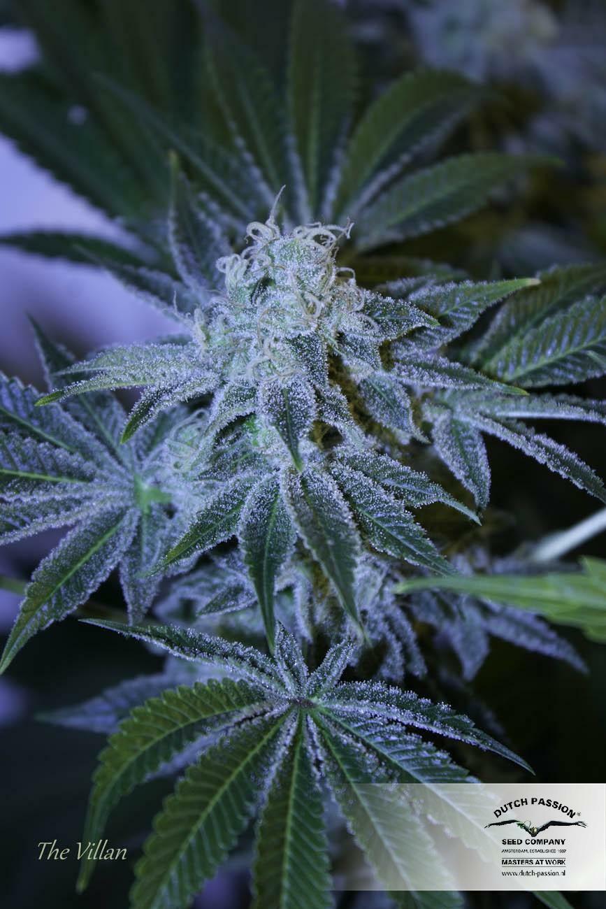 Dutch Passion - Night Queen (fem.)