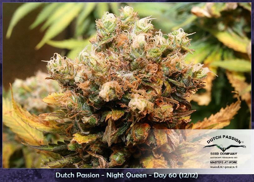 Dutch Passion - Night Queen (fem.)