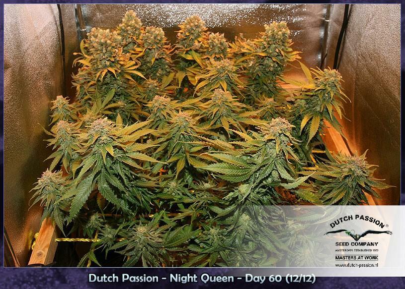 Dutch Passion - Night Queen (fem.)