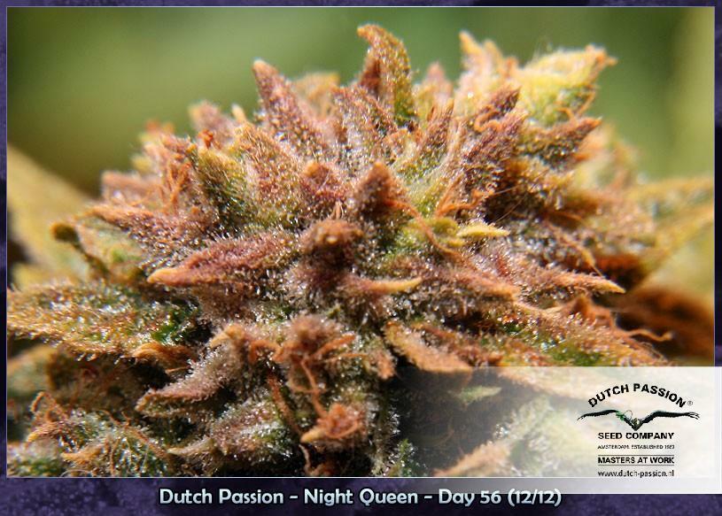 Dutch Passion - Night Queen (fem.)