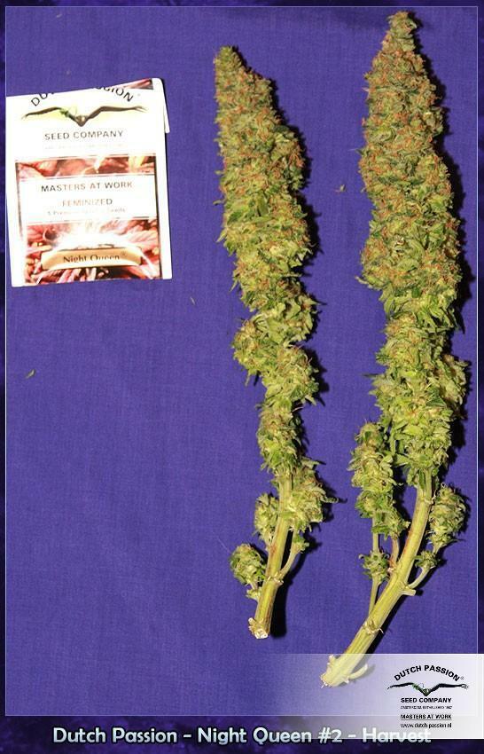 Dutch Passion - Night Queen (fem.)