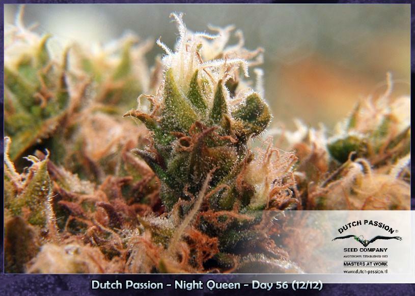 Dutch Passion - Night Queen (fem.)