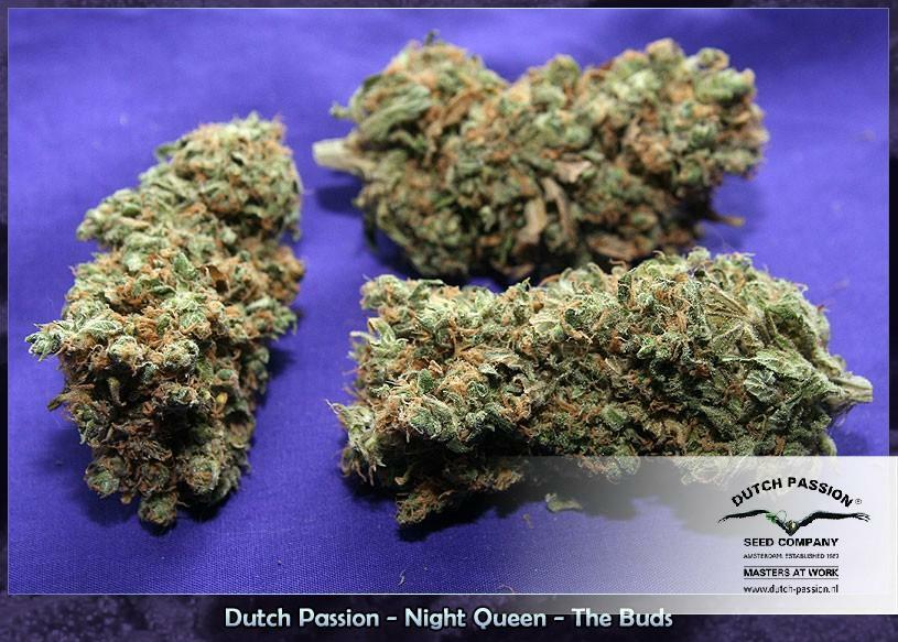 Dutch Passion - Night Queen (fem.)