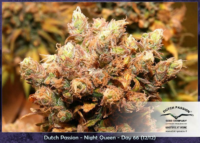 Dutch Passion - Night Queen (fem.)