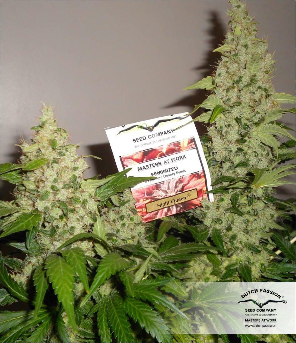 Dutch Passion - Night Queen (fem.)