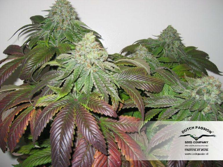 Dutch Passion - Night Queen (fem.)