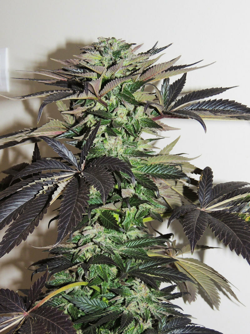 Dutch Passion - Night Queen (fem.)