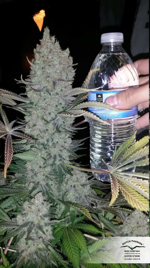 Dutch Passion - Night Queen (fem.)